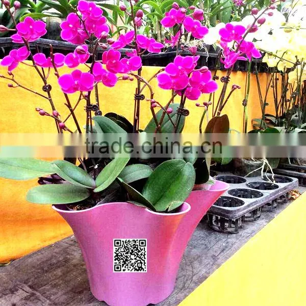 360*200 Biodegradable Colorful Plant Flower Pot Eco Planer photo-5