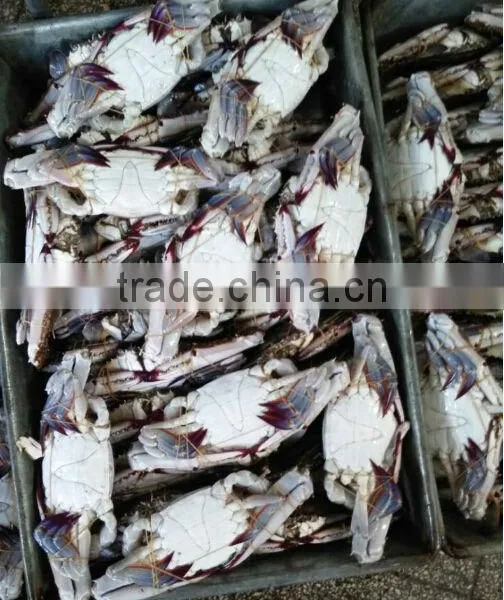 Frozen Blue Swimming Crab photo-3
