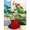 Blue/Red/Yellow Lacquered Glass photo-2