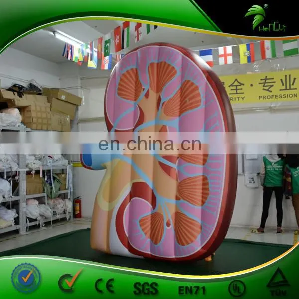 Factory New Design Inflatable Human Ear Model photo-2