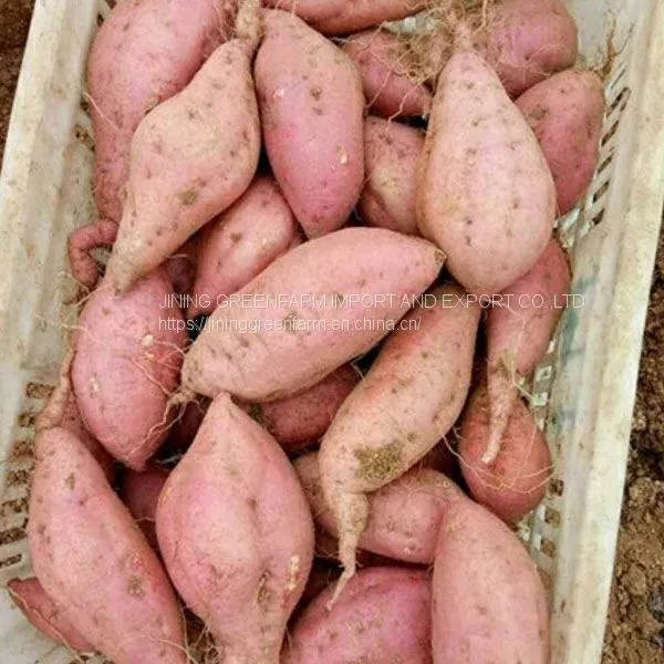300g-450g Fresh Sweet Potato photo-2