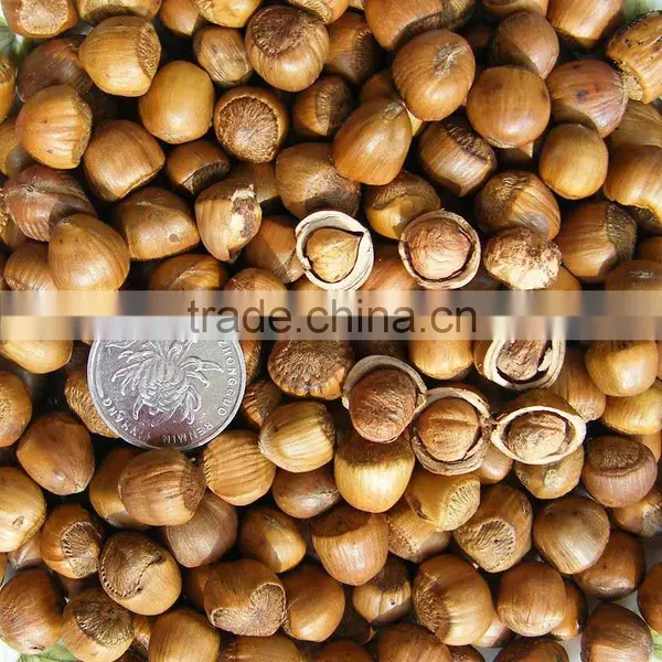 New Crop Hazelnut Nut