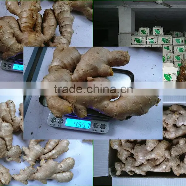 Prices Of Ginger Dried And Ginger Fresh photo-2