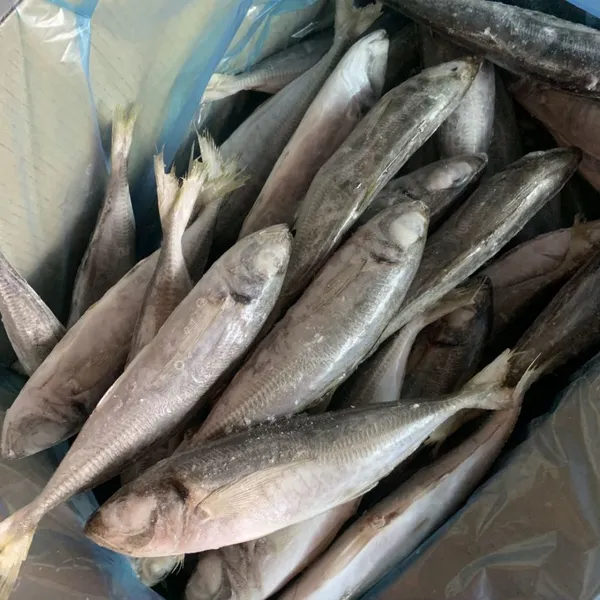 Horse Mackerel 100-200/trachurus Japonicus/mackerel Trachurus Japonicus photo-4