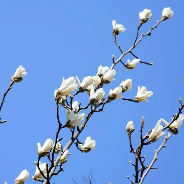 Magnolia Denudata Prices, Quotation Table From Origin, Pictures photo-2