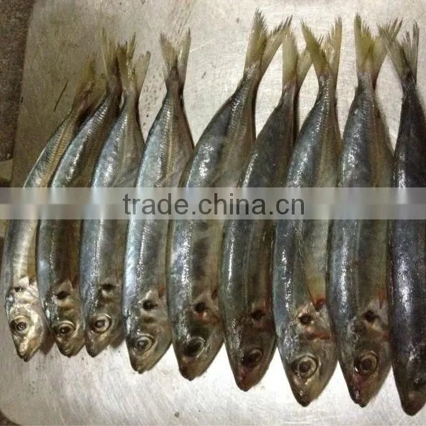 12-14pcs/kg Frozen Whole Round Scad Fish photo-3