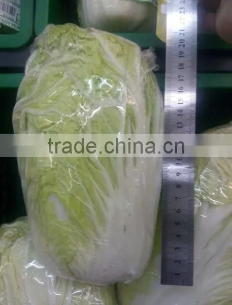 Fresh Chinese Cabbage photo-2