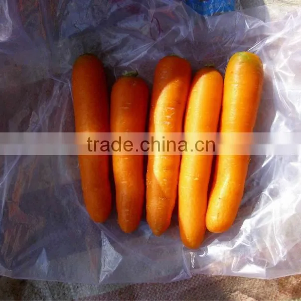 2015 New Fresh Carrot for Dubai