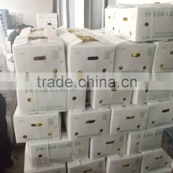 PVC BOXES FRESH GINGER photo-5