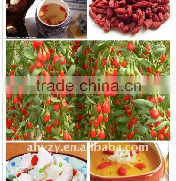 Goji Berry Dried for Tea and Edible