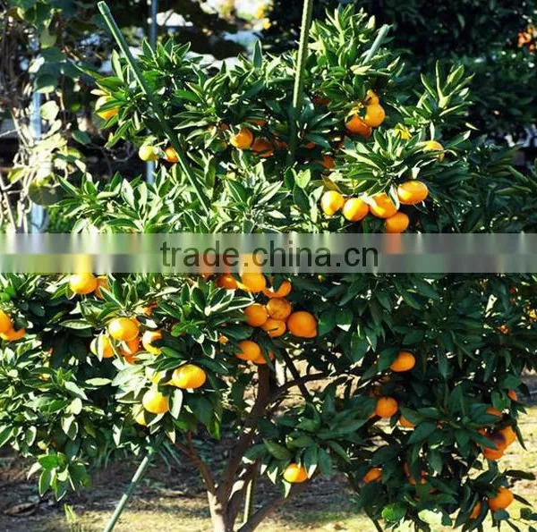 Seedless Orange Tree Seedling photo-3