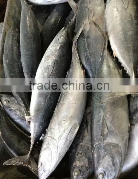 Seafrozen Bonito Tuna Fish 300-500g New Stock photo-2