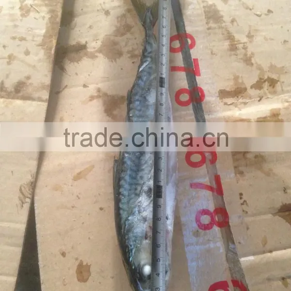 Sea Frozen Pacific Mackerel photo-6