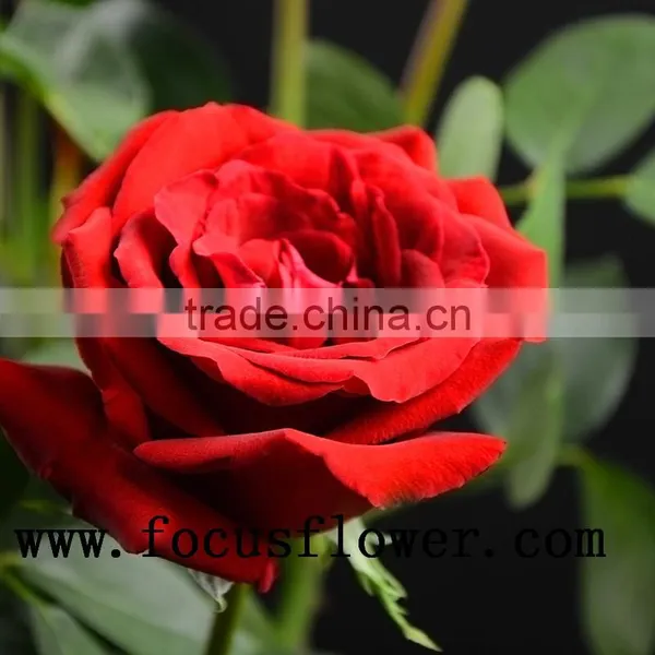 Natural Long Stem Flowers Fresh Cut Flowers Ecuador Flower Wholesaler Carola in Good Service photo-2