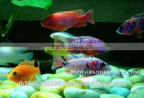 Malawi Cichlid Fish Farm For Sale and Export photo-4