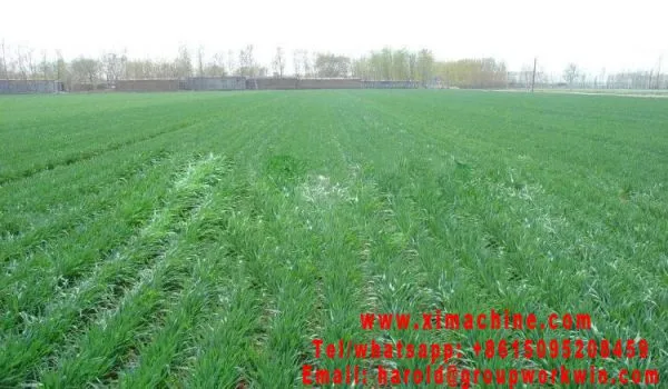 Wheat Seeder photo-5