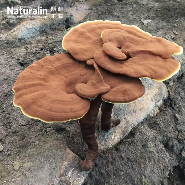 Reishi Mushroom Extract photo-5