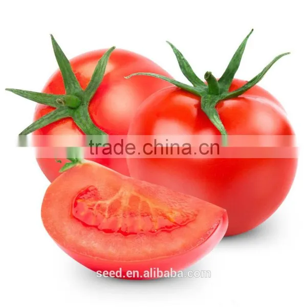 SXTS No.1403 Pink Hybrid Tomato Seeds