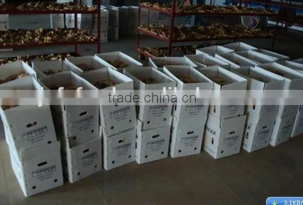 Organic Ginger Supplier