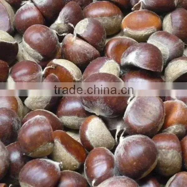 Supply Dried Chestnut With Good Quality for Sale photo-3