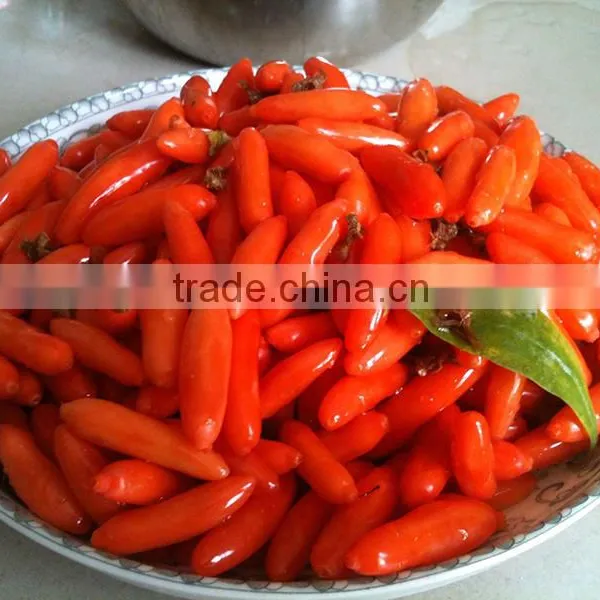 Wolfberry on Sale photo-4