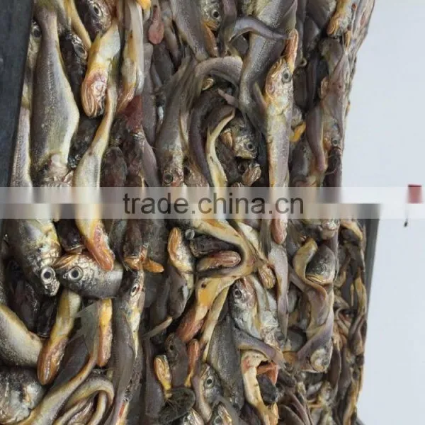 Marine Fresh Seafood Fish Yellow Croaker photo-4