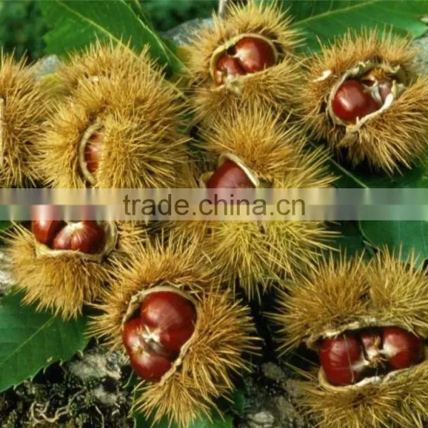 Fresh Chestnut