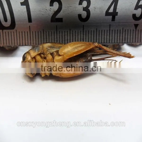Pet Bird Food Vacuum Dried Crickets photo-4