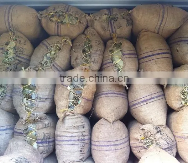 Vietnam Cinnamon Herb photo-3