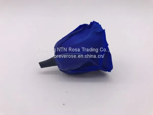 Wholesale3-4cm Elegant Real Touch Preserved Rose Flower photo-2