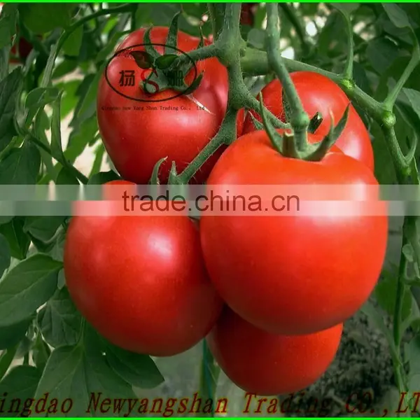 (HOT) TOMATO/TOMATOES/RED TOMATO