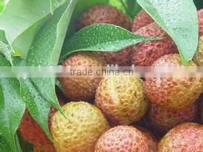 Vegetable and Fruit Sorting Machine photo-4