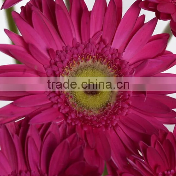 Factory Purple Petal Gerbera Fresh Flower photo-3