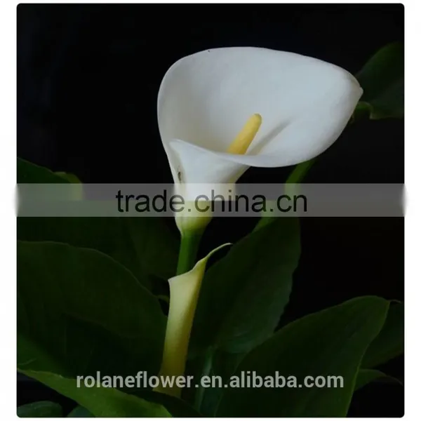 2016 Fashion Graceful White Calla Lily Flower to Express Global photo-2