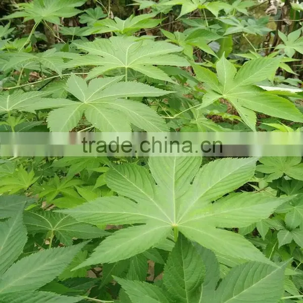 Health Tea Sweet Tea Extract Rubusoside Sweet Tea Leaf
