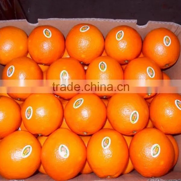 We Are Supply Fresh Navel Orange With Good Quality for Sale photo-4