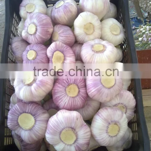 Hot Sale Egyptian Fresh Garlic (Red, White) for Export photo-4
