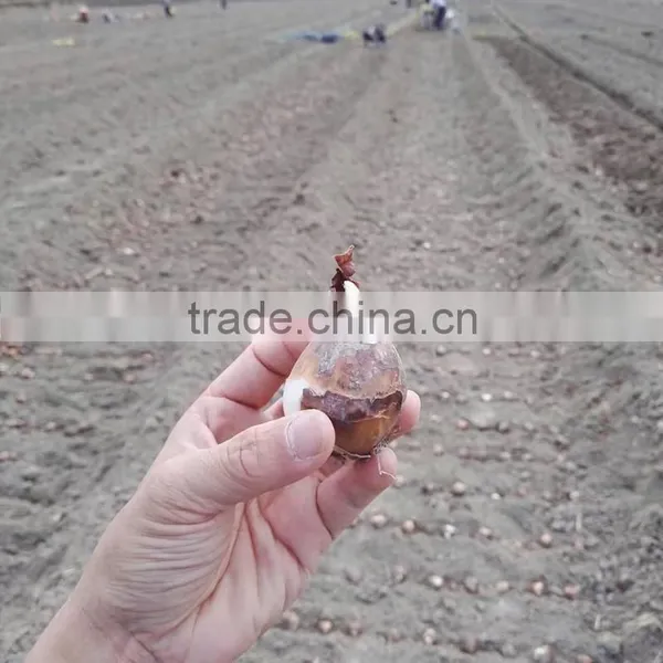 Zhangzhou Narcissus Tazetta Bulbs Daffodil Flower Bulb photo-2