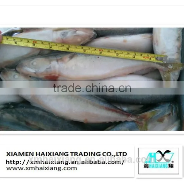 Mackerel Fish Price photo-5