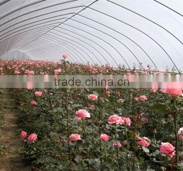 New Type Of Tunnel Greenhouse For Vegetables photo-2