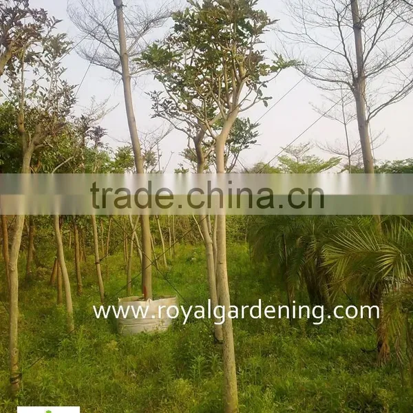 Cassia Javanica photo-3