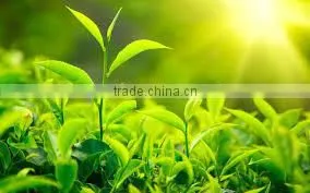 GREEN TEA LEAF EXTRACT photo-4