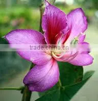 BAUHINIA VARIEGATA photo-2