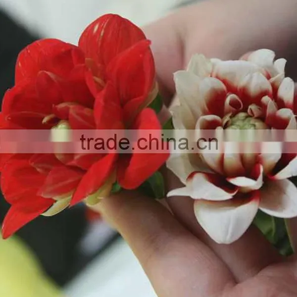 Cut Fresh Latest Dahlia Plants photo-3