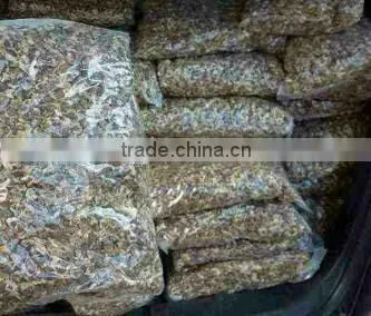 Moringa Seeds photo-2