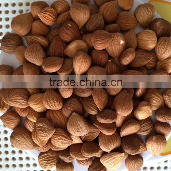 Supply Sweet Apricot Kernels With 8% Bitter photo-2