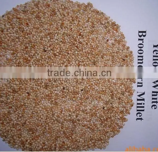 Red Sorghum Market Price With New Crop photo-6