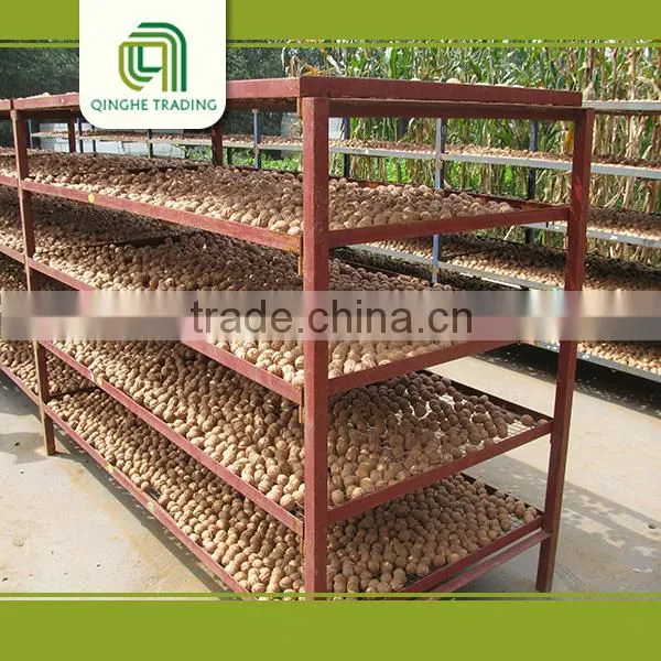 Natural High Quality Walnut Kernels Walnut Without Shell 18mm-24mm photo-5