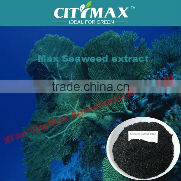 Seaweed Fertilizer Liquid