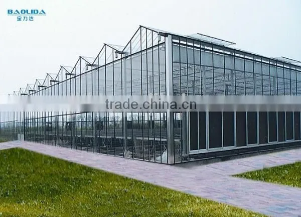Economical Large Multi- Span Greenhouse for Tomatos photo-2